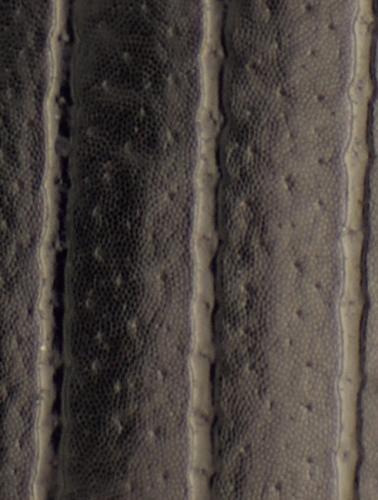 Réf. 294 670 : Agrilinus ater